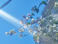 -溪岸路花鸟市场
