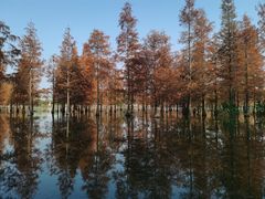 -白鹭湾湿地公园