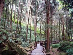 -阿里山神木遗迹