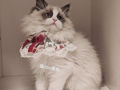 -喵zoo家庭繁育猫舍(尖东智能花园店)