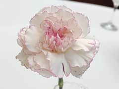 -眉州东坡(亚运村店)