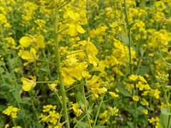 -兰剑驾校(汉阳校区)