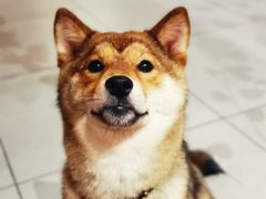 -柴务处·柴犬主题狗咖