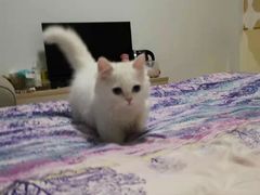 -山宅一喵德文卷毛猫舍