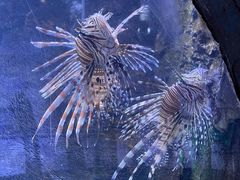 -梦幻海洋王国(吾悦广场张家港店)