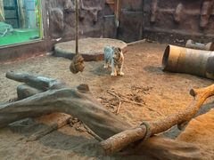 -清迈夜间动物园