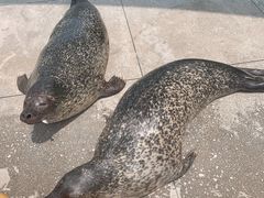 -海合安成都极地海洋公园