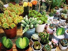 -双季花艺园艺市场(浦东店)