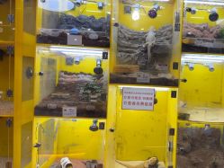 -神奇动物撸宠馆·羊驼·小浣熊·异宠(豫园店)