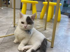 -猫力发电所·宠物专门店