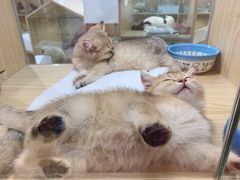 -屋虎猫馆(宝安大仟里店)