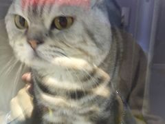 -喵的天空名猫咖啡馆·撸猫·猫舍·用品