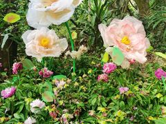 -广西壮族自治区药用植物园