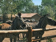 -大连森林动物园