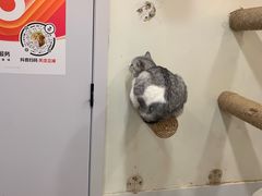 -共舞时光猫咖·狗咖(新街口店)