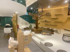-飞行喵MR PILOT|猫舍·猫咖(静安大融城店)