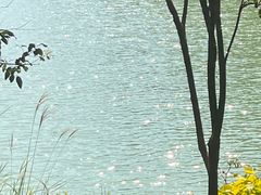 -广州白江湖森林公园