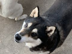 -柴犬高等学院·狗咖·柴犬售卖·宠物训练