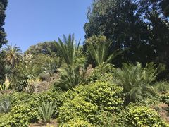 -墨尔本皇家植物园