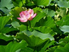 -莲花池公园