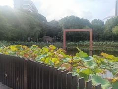 -陈家山荷花公园