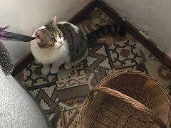 -共舞时光猫咖·狗咖(新街口店)