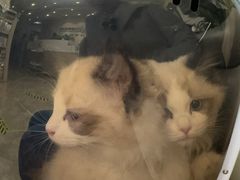 -美联众合动物医院·24h转诊中心