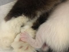 -佳雯宠物医院(金华南路分院)