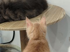 -楼上猫咖(罗湖店)