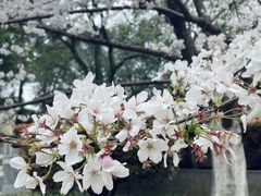 -西北湖绿化广场