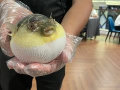 -肆月河豚·新淮扬(金融街店)