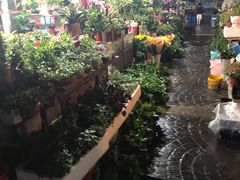 -曲阳花鸟市场(曲阳路店)