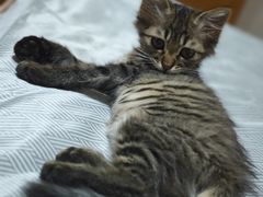 -宠颐生宠物医院·犬猫全科·皮肤科(商业街店)