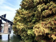 -溱湖国家湿地公园