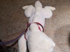 -more than meow吴止猫主题餐厅(承德 中船汇店)