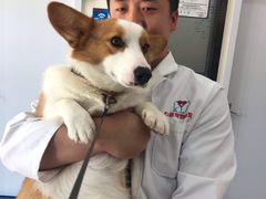 -心语宠物医院·急重症转诊中心·瑞辰华诺(南青路店)
