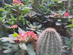 -呀路古热带植物园