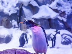 -世界之窗阿尔卑斯冰雪世界