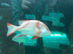 -悉尼海洋生物水族馆