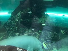 -悉尼海洋生物水族馆