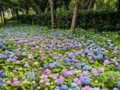 -上海共青森林公园