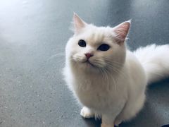 -飞行喵MR PILOT|猫舍·猫咖(静安大融城店)
