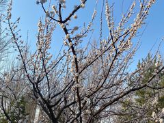 -群力丁香公园