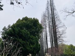 -上海醉白池公园