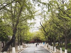 -八大关景区