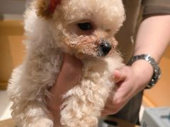 -帕帕拉兹宠物(亚洲旗舰店)