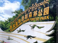 -西双版纳原始森林公园