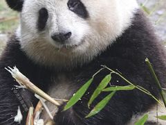 -都江堰中华大熊猫苑