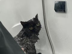 -爱洗澡的猫(望京店)