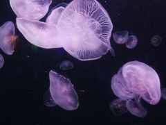 -太平洋海底世界